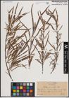 Foto von Salix fluviatilis Nutt.